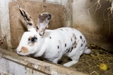 Lapin Rex