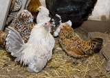 Poules naines "barbues d'Anvers porcelaine et mille fleurs"