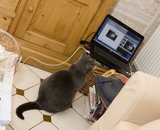 Brumi surveille l ordinateur