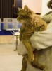 IMG_9009_1