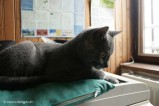 006-attentive_2378