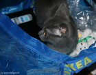 006-ikea_1444