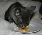 010-Brumi_oeuf_0424