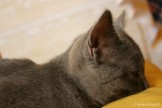 010-cachee_0543