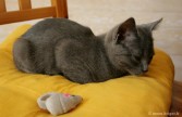 011-coussin_0540