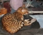 012-Bengal_3138