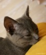 012-coussin_0541