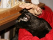 013-chat_noir_3108