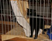 014-Chat-noir_3135