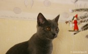 019-noel_1781
