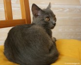 020-coussin_0527