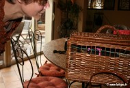 020-Dans le panier !