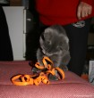 023-ruban_1387