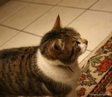 025-leo_1034