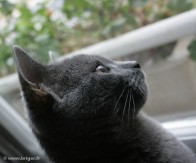 027-profil_2438