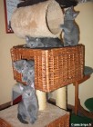 Frre et Soeurs de Brumi