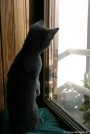 032-kangourou_1121