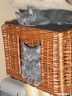 Les Chartreux