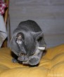 034-attaque_2451