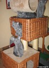 La famille pose