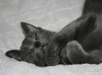 036-dodo_0909