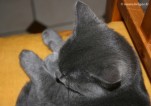 037-tete_1482