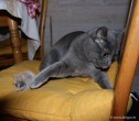 038-attaque_2464