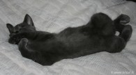 038-dodo_0910