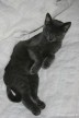039-dodo_0912