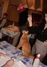 043-Somali-Sorrel Purr N Kiss_3068
