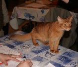044-Somali-Sorrel Purr N Kiss_3069