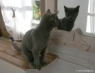 044-miroir_1788