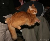 045-Somali-Sorrel Purr N Kiss_3087