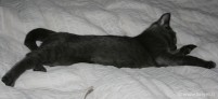 047-long_chat_409