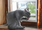 047-toilette_1747