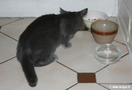 050-Premier repas