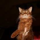 053-Somali-de-Cadicha_3113