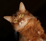 061-Somali-de-Cadicha_3117