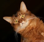 064-Somali-de-Cadicha_3118_2