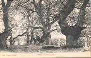070-Osny-Les chataigniers