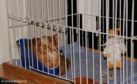 080-Berlioz_3134