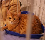 081-berlioz_3053