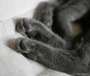 092-pattes_0482