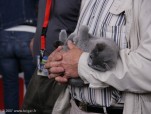 230-chartreux_5118