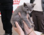 261-chartreux_5147