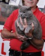 265-chartreux_5101