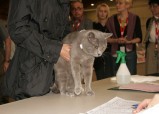 282-chartreux_5200