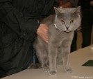 283-chartreux_5199