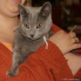 292-chartreux_5219