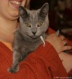 293-chartreux_5220